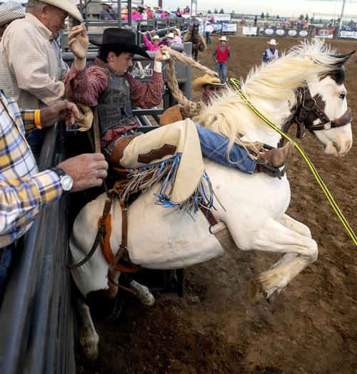 Rodeo gallery