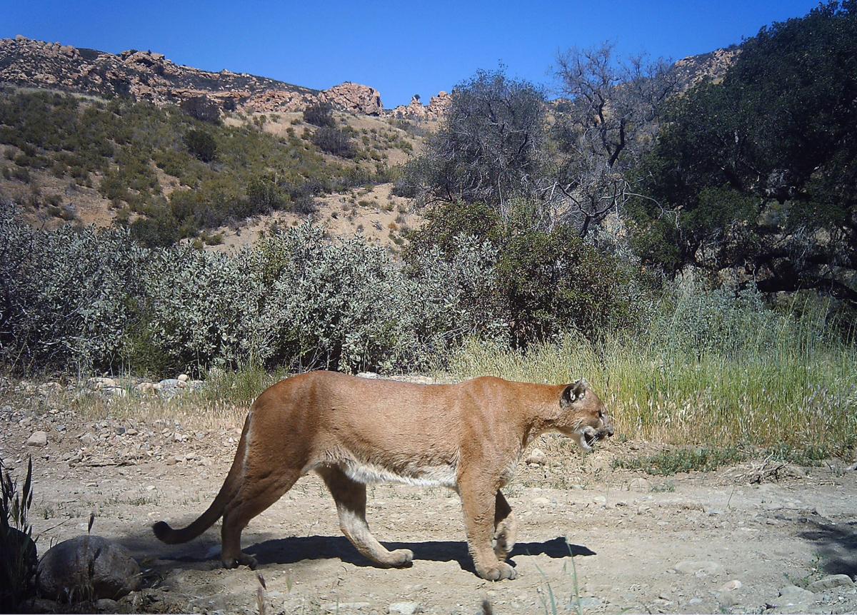 UW Researchers contribute to papers focusing on conservation of mountain lions Wyoming
