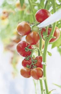 Ripe natural tomatoes growing on a branch ( select focus)