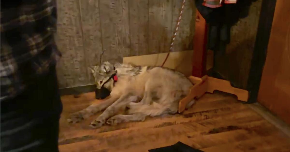 Accused Wyoming wolf tormentor worked with state before Daniel incident | Wyoming Accused Wyoming wolf tormentor worked with state before Daniel incident | Wyoming