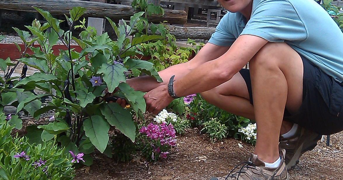 Bookcliff Gardens plants Frenchstyle garden News