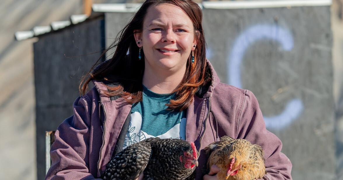Scrambling eggs: Customers flock to backyard hen owners for lower egg prices
