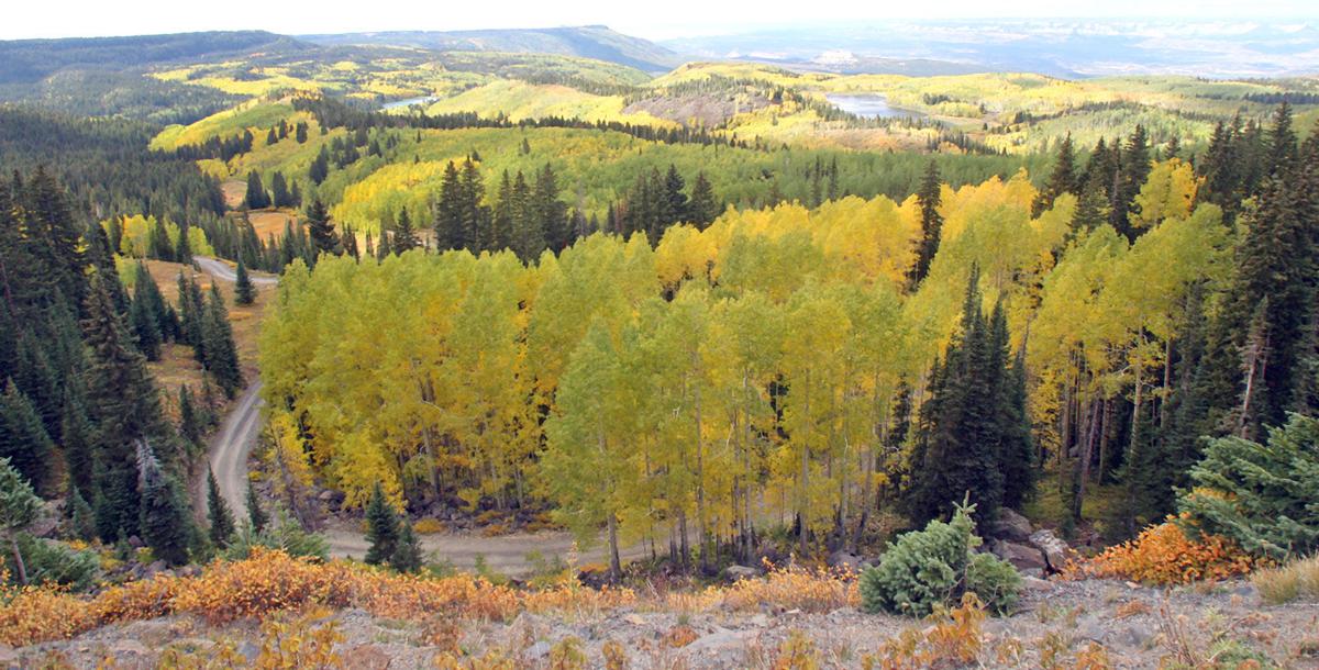Grand Mesa Color Sunday 2022