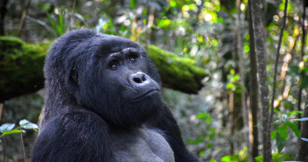 Míchání s gorilami: nezapomenutelný výlet do neprostupného lesa |  životní styl