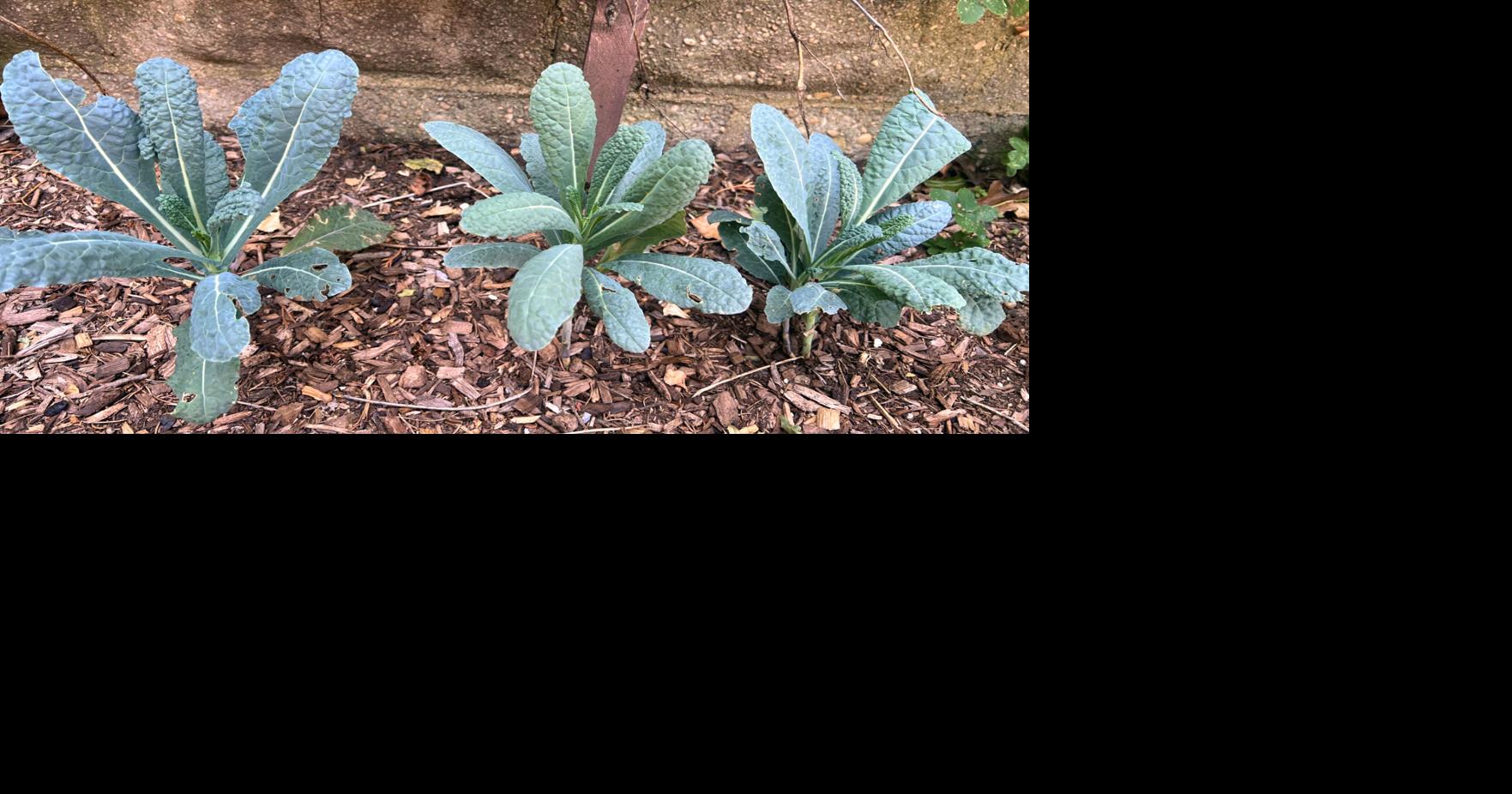 Who says a vegetable garden needs full sun? Some plants do well in shadier spots