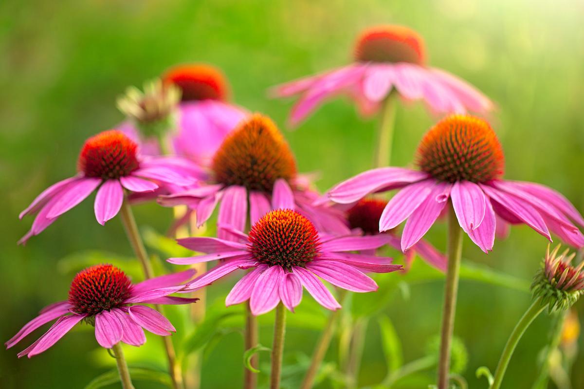 A Few Favorite Perennials To Consider When Making Changes To Your Yard Home And Garden Gjsentinel Com