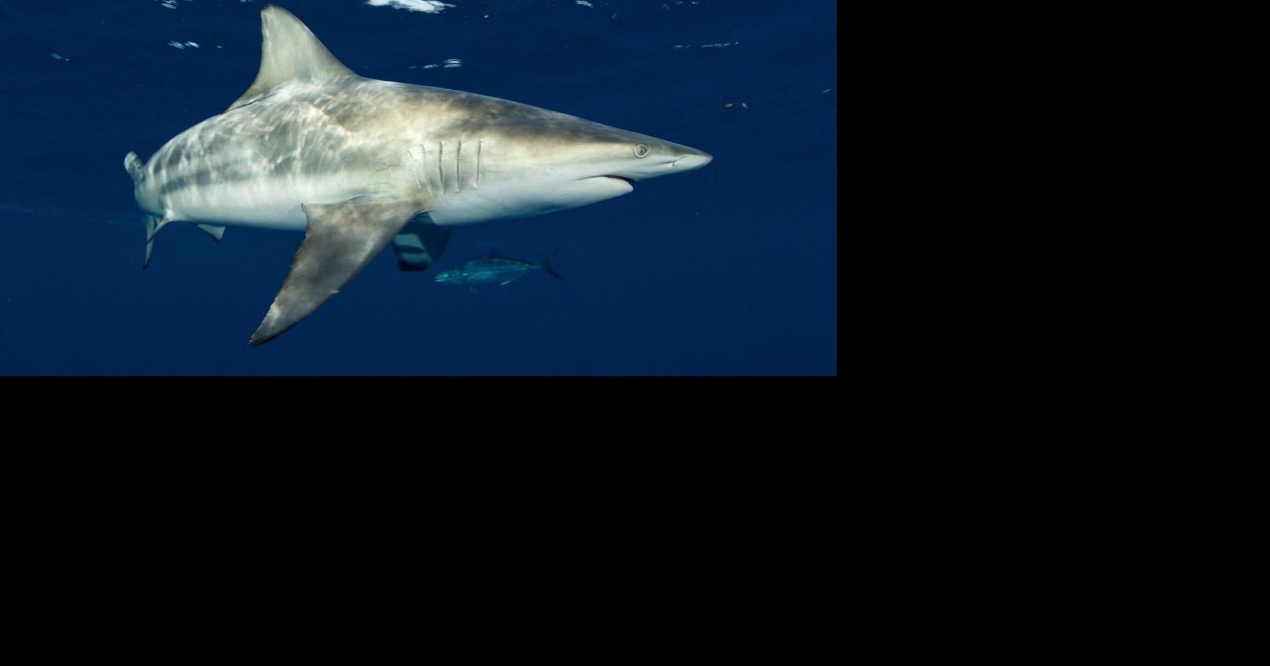 Sharks’ super-sensitive hearing detects sounds hundreds of feet away, shows study