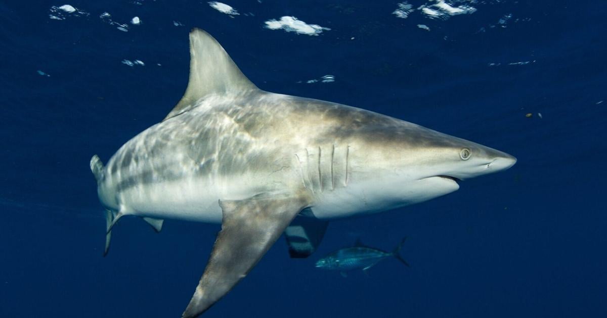 Photo : The Grand Junction Daily Sentinel Sharks’ super-sensitive hearing detects sounds hundreds of feet away, shows study
