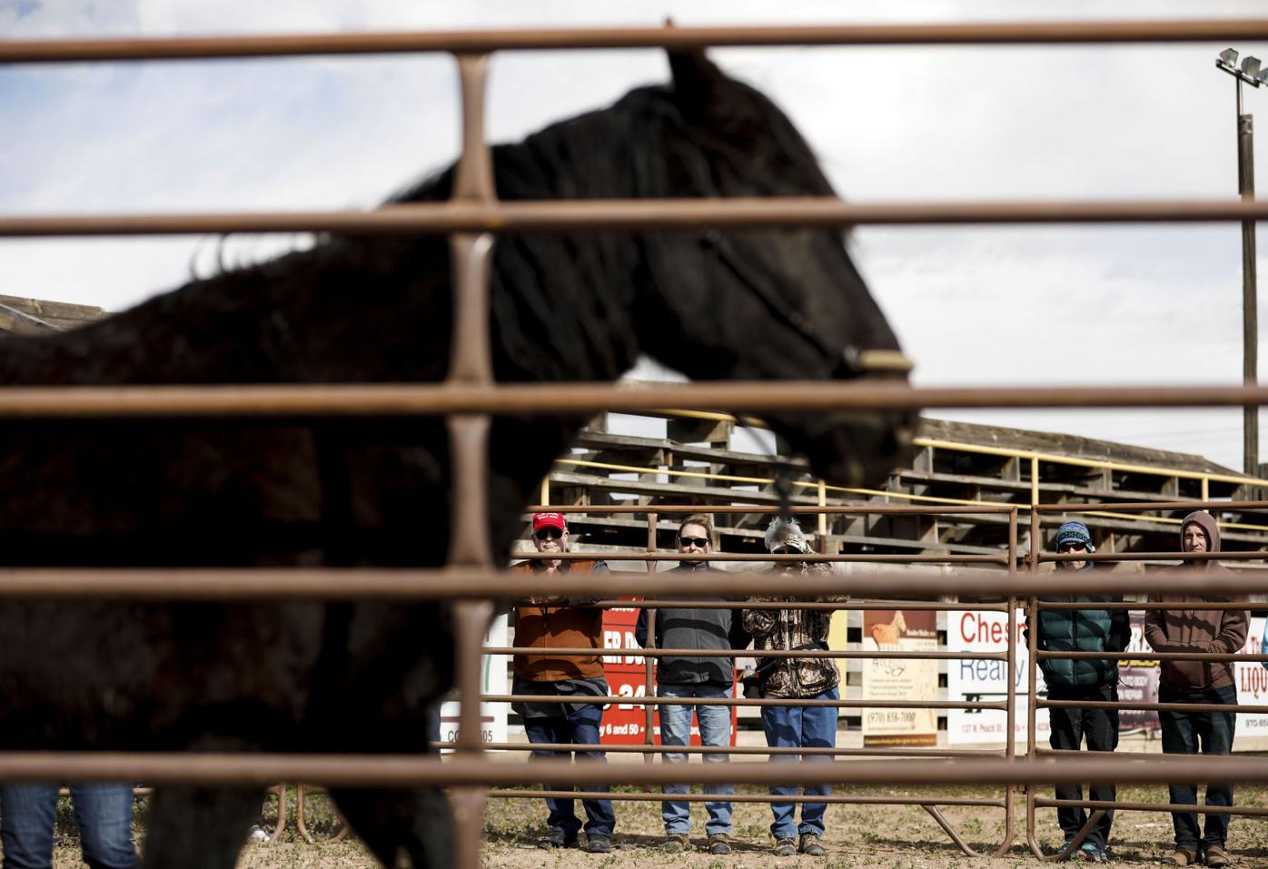 032919 CB HorseAdoption 03.jpg