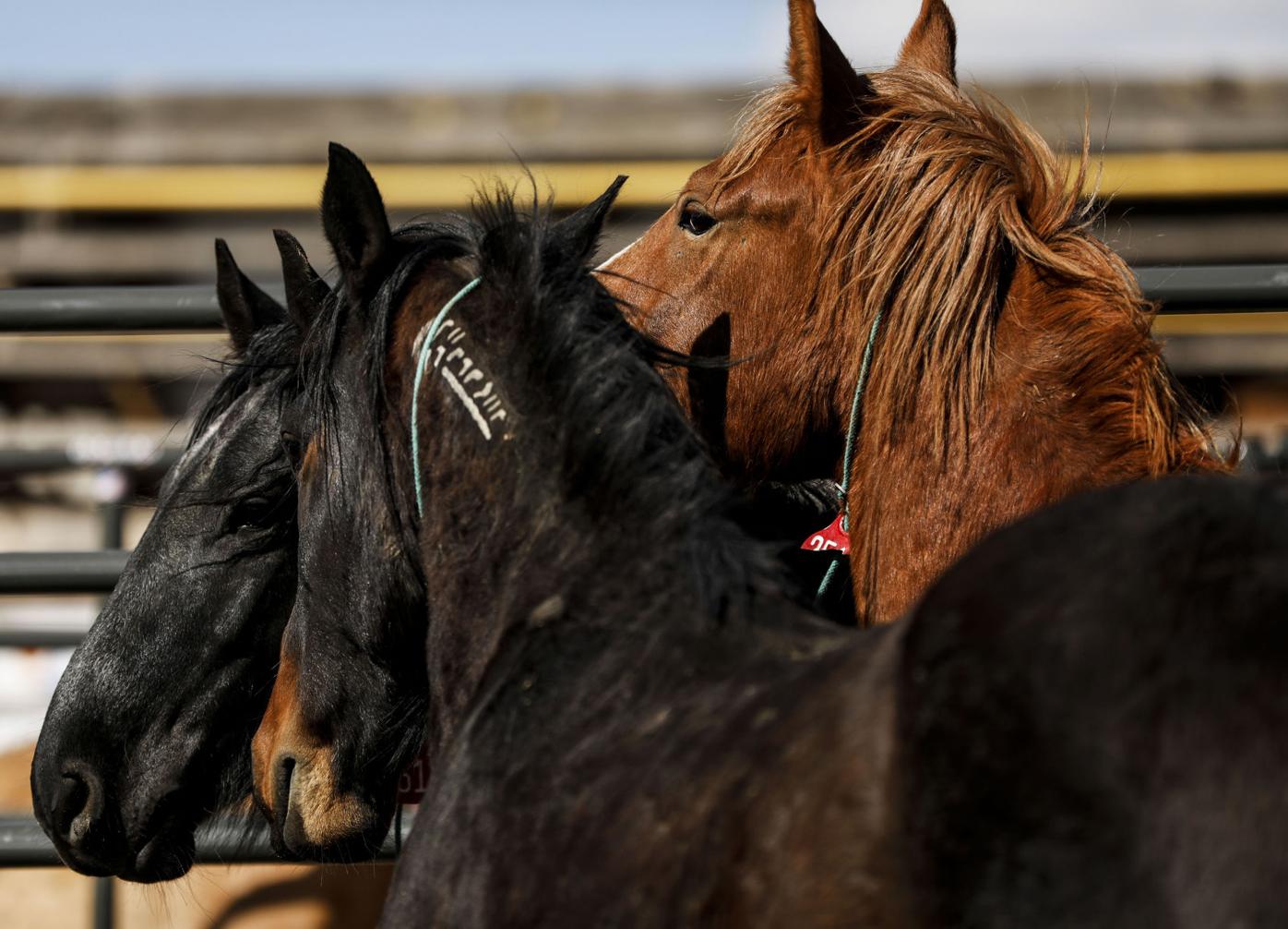 032919 CB HorseAdoption 04.jpg
