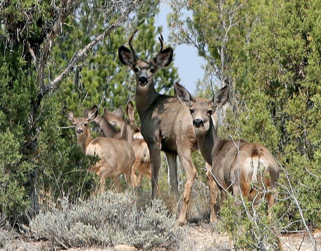 Editorial: County's mule deer choice was blunder, no balance