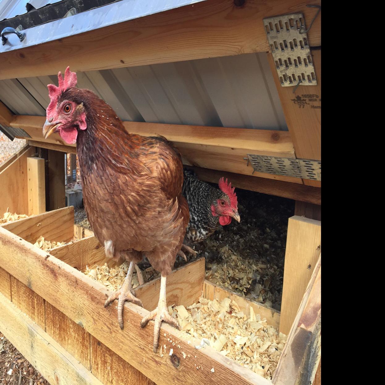 Right Amount Of Light Necessary For Chickens To Lay Eggs In Winter
