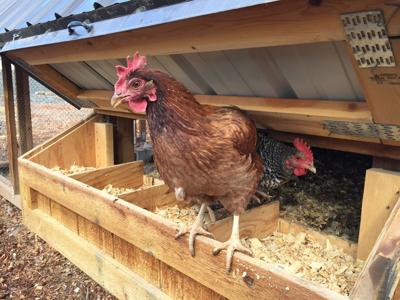 Right Amount Of Light Necessary For Chickens To Lay Eggs In Winter Home And Garden Gjsentinel Com