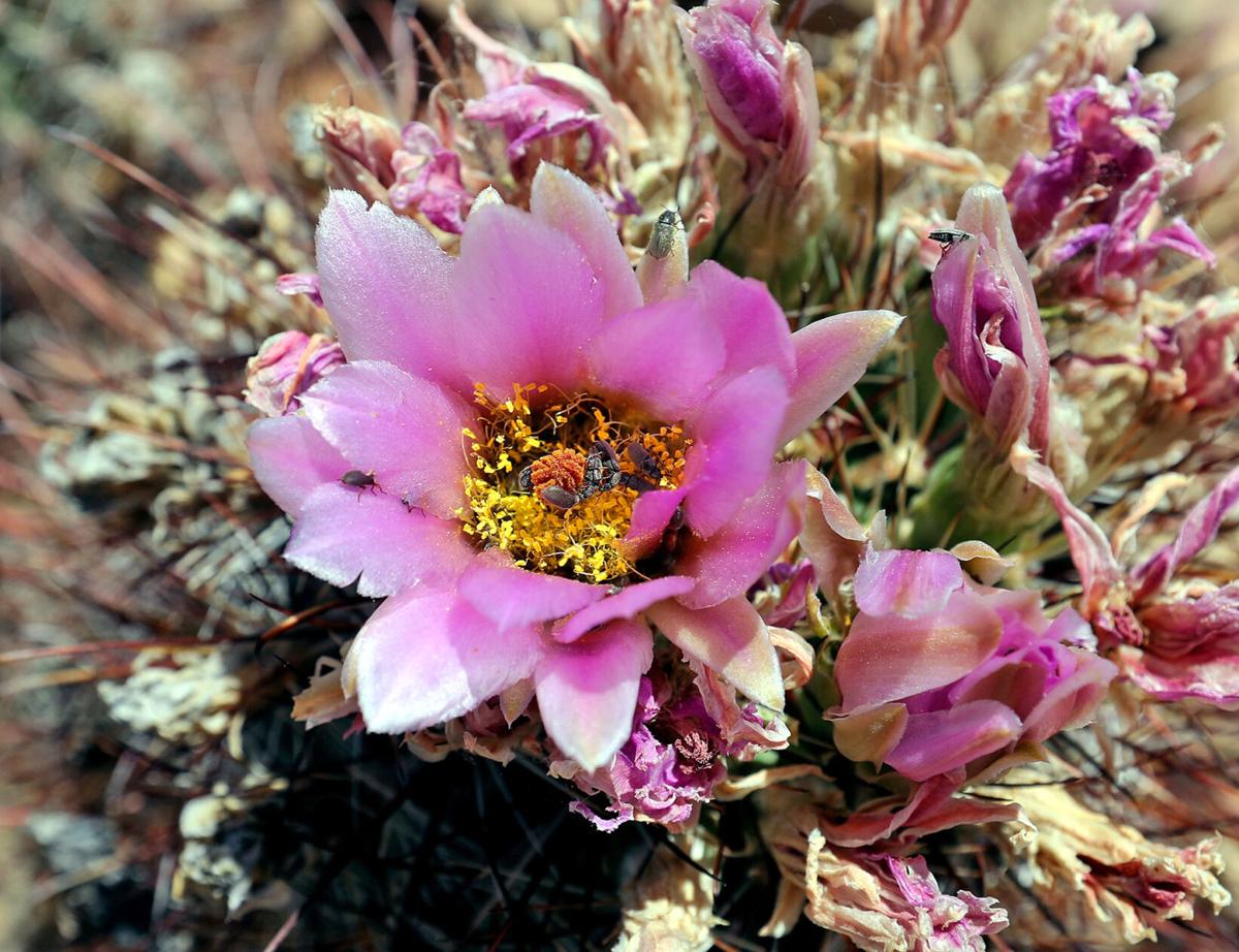 052220-Cactus flower-CPT