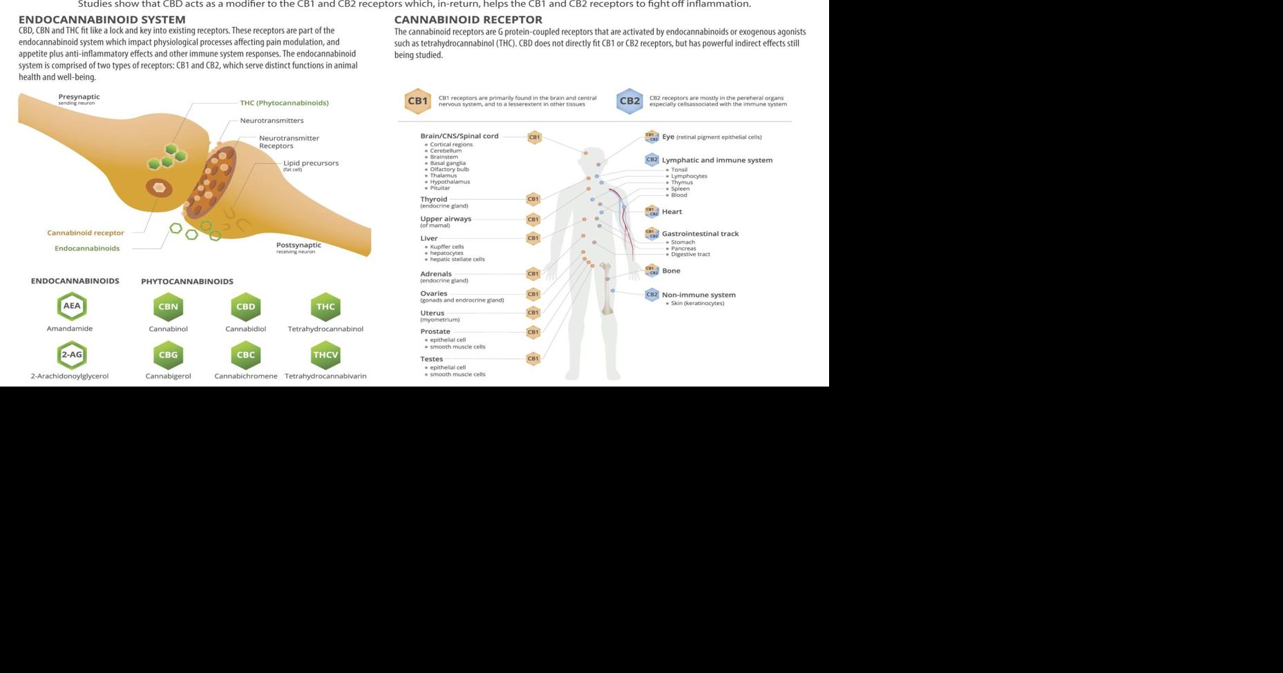 Endocannabinoid system helps explain CBD effectiveness | Greenguide ...