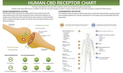 endocannabinoid gjsentinel