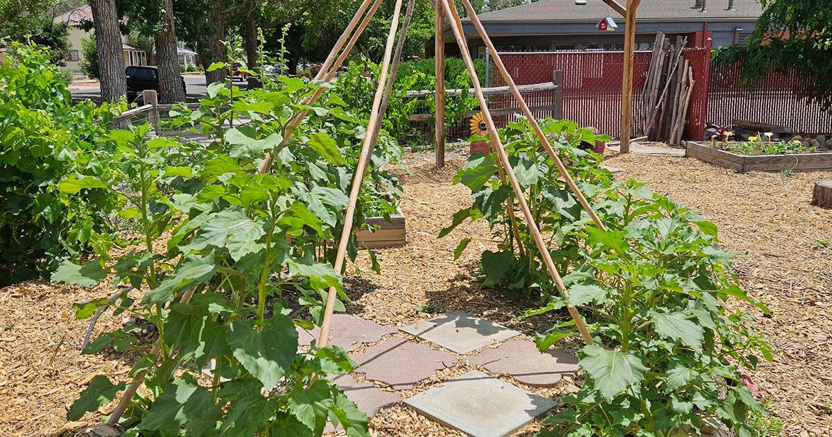 Mesa County Libraries Discovery Garden offers community engagement, education and more - Vimarsana News