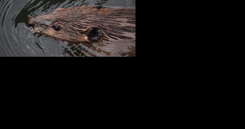 Beavers find a home at Hanging Lake - Vimarsana News