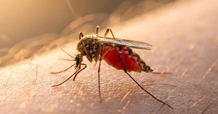 Why do mosquito bites itch? The science and how to stop it