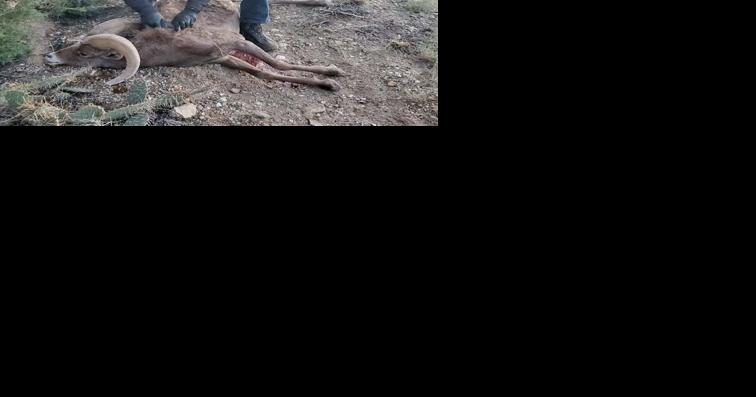 CPW launches poaching investigation after bighorn sheep shot near Gateway - Vimarsana News