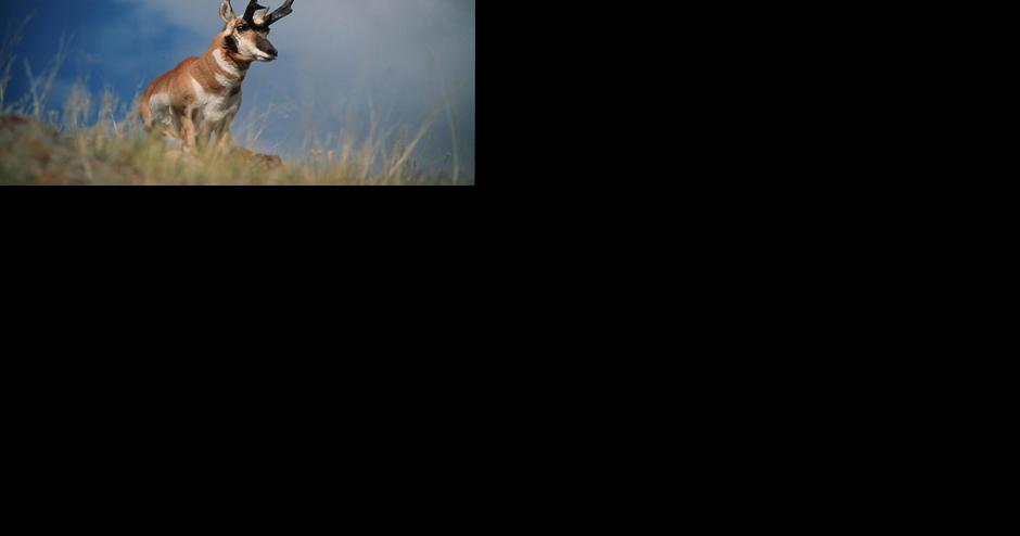 BLM revisits oil, gas planning in state to consider game habitat - Vimarsana News
