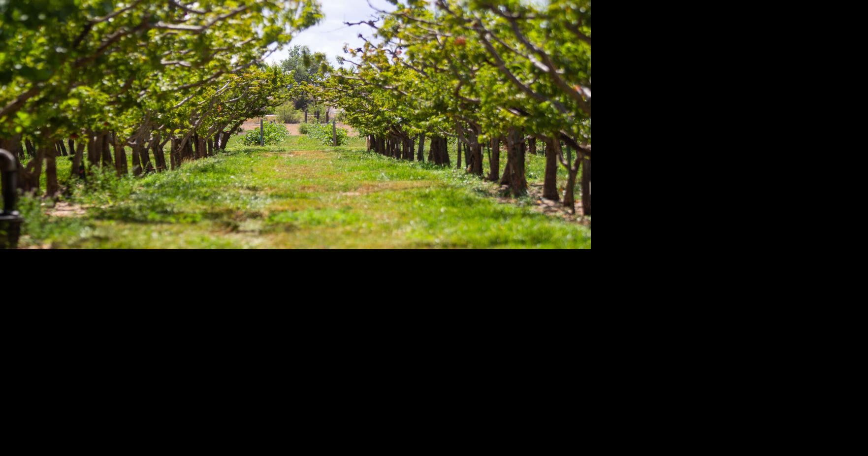CSU expert urging peach growers to test for resurgent X-disease
