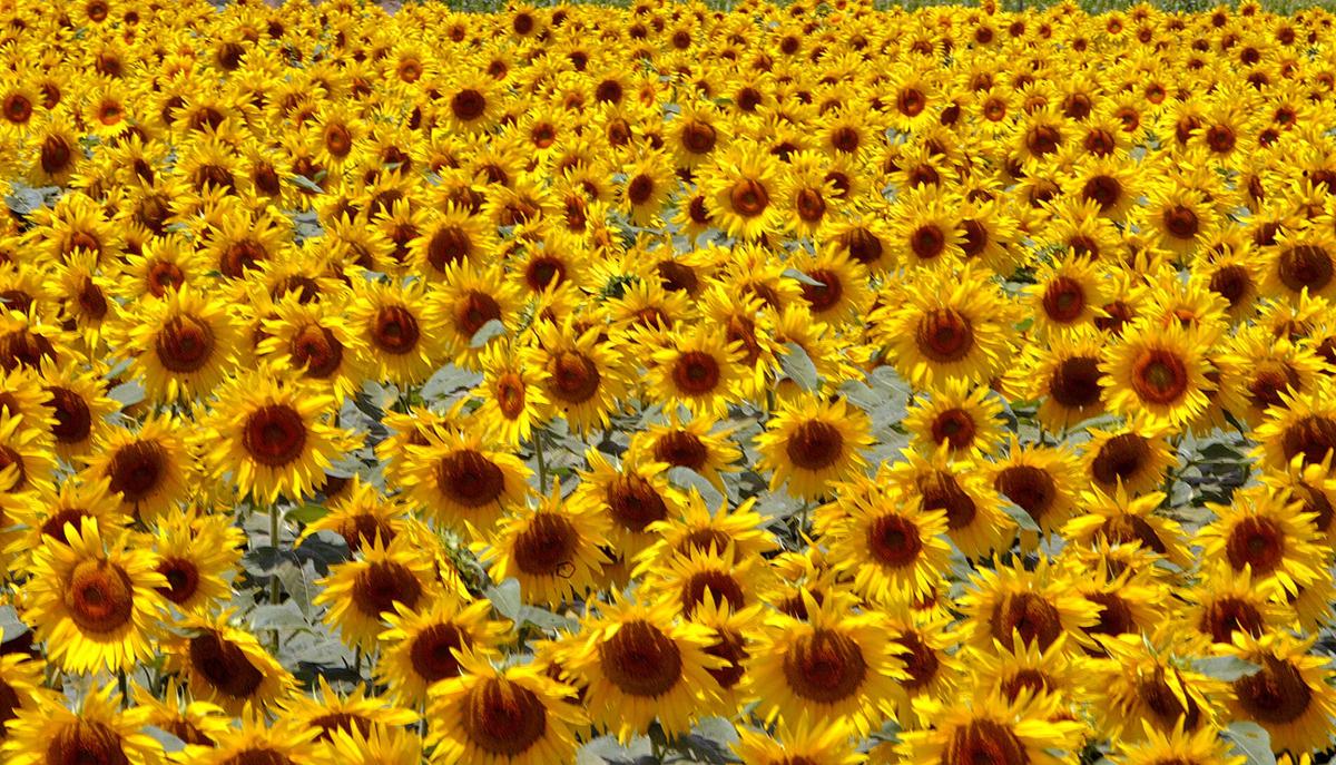 072220-Sun flowers-CPT