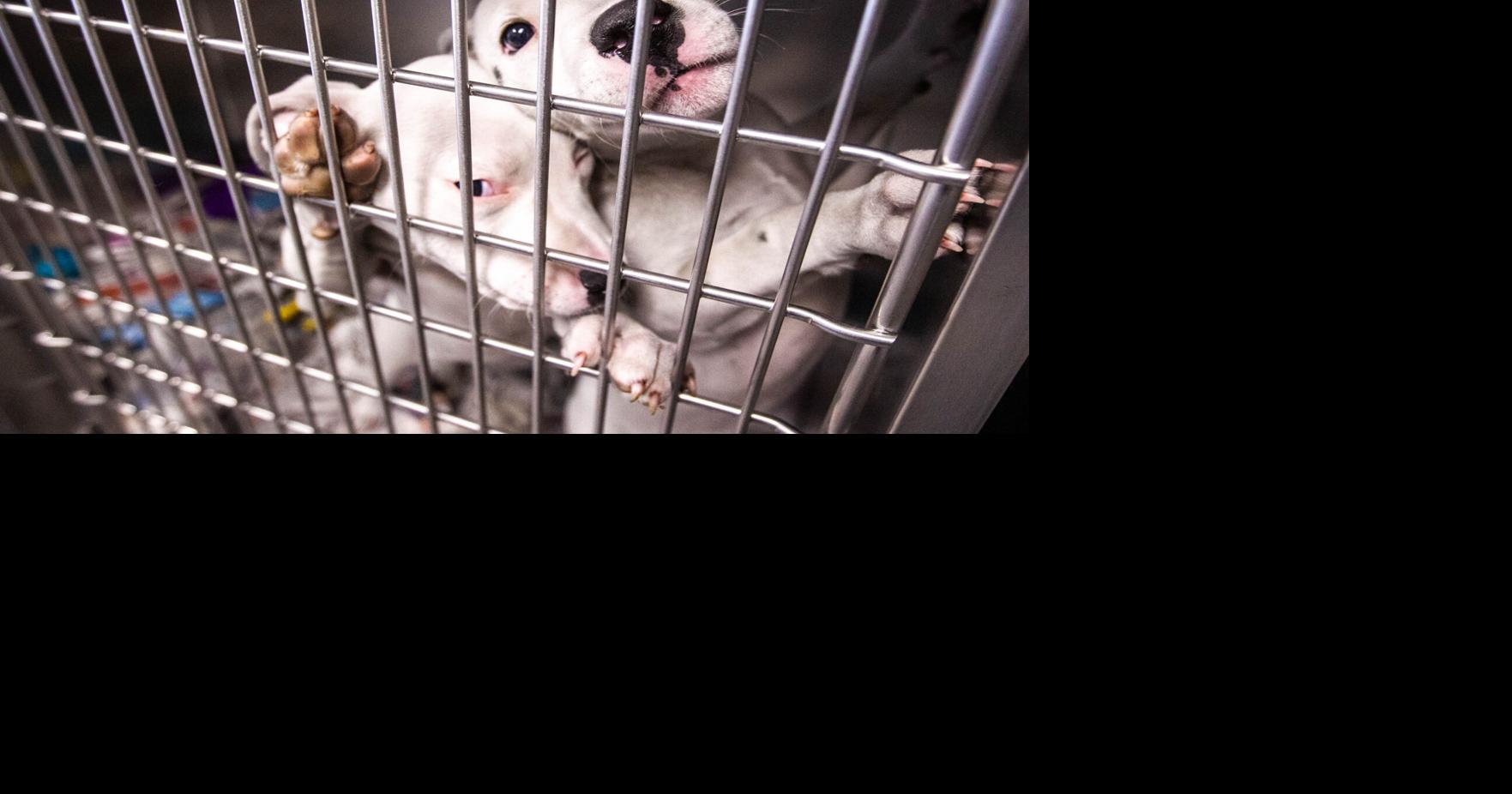 Pet Project: County splits animal services to better serve residents | Western Colorado