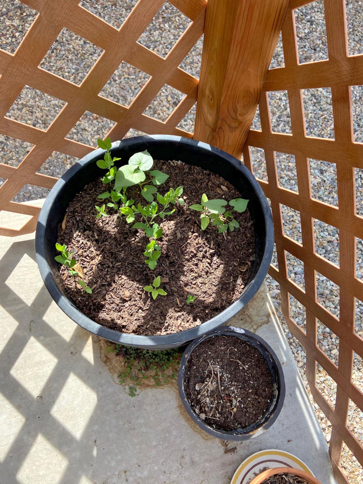 060620-hg-eatyouryard2_5_27935.jpg