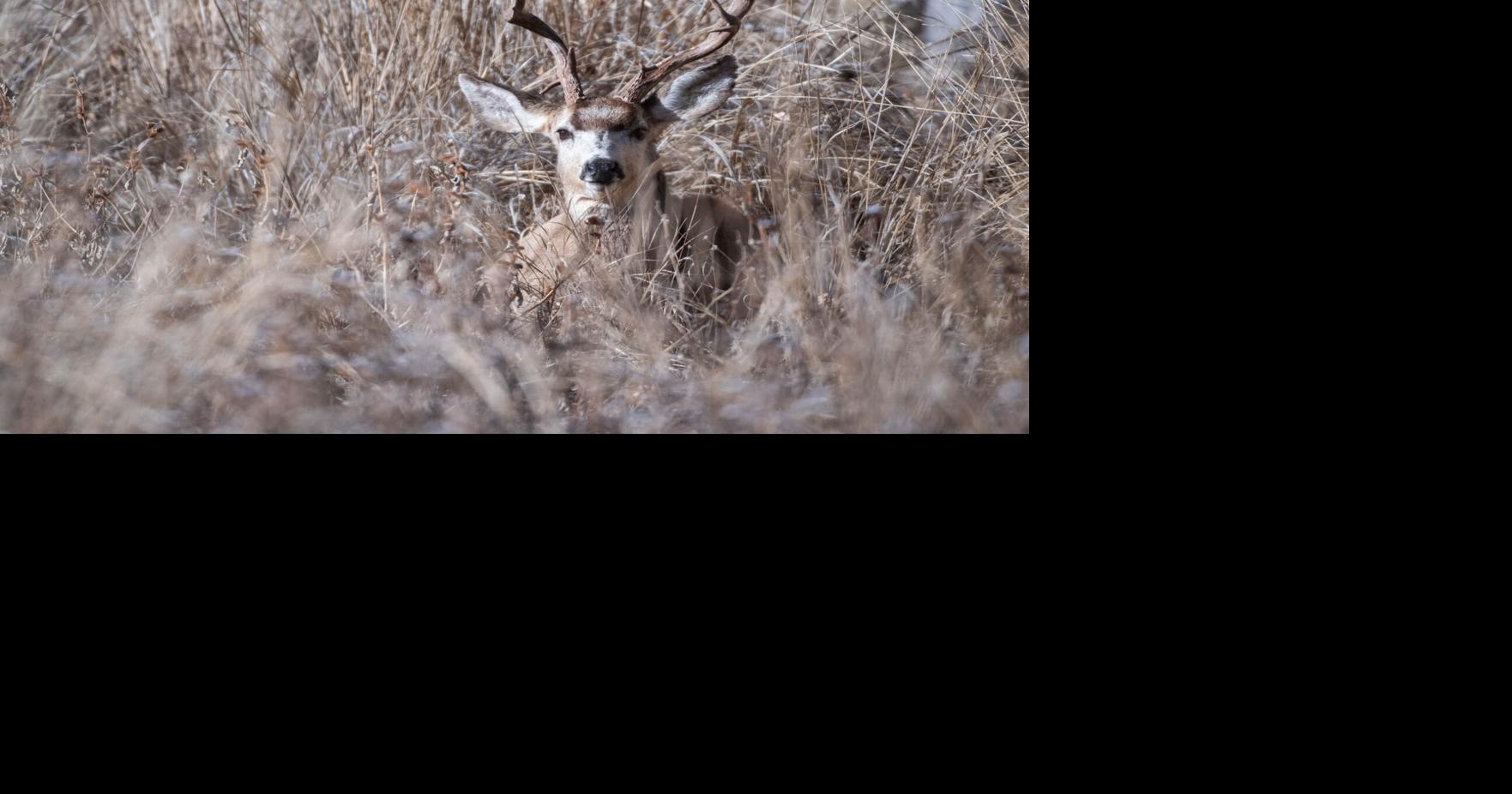 More limited elk, deer licenses offered this year
