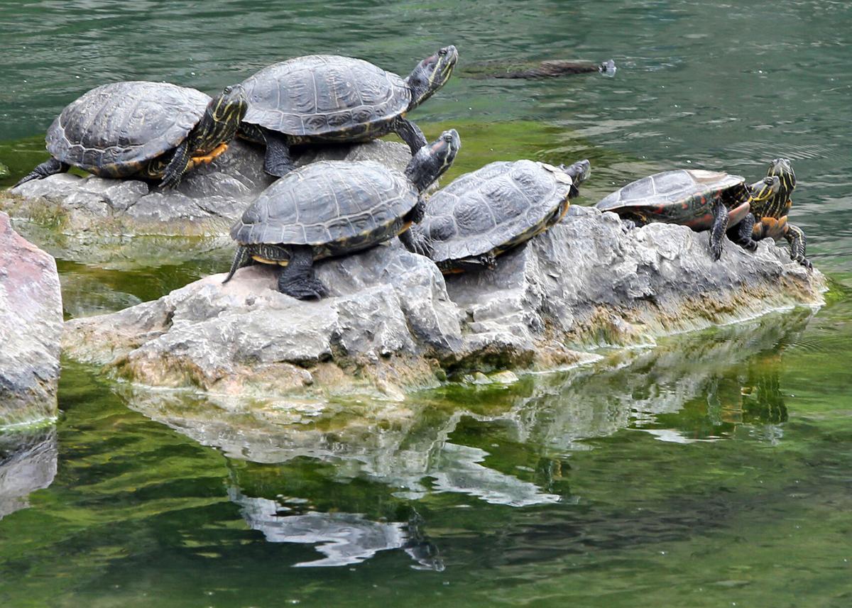 073020-Turtle Time-CPT