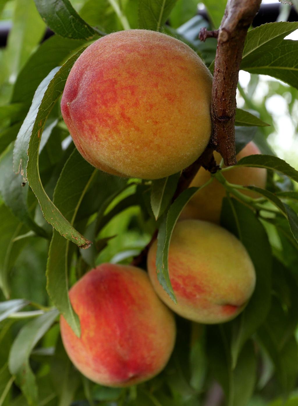 Earligrande Peach Tree - Just Berry Plants