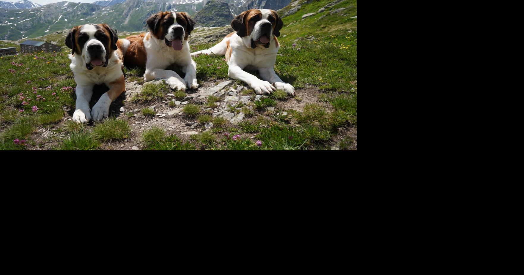St. Bernard dogs still roam the Swiss Alps as part of this 'living museum' and its breeding program