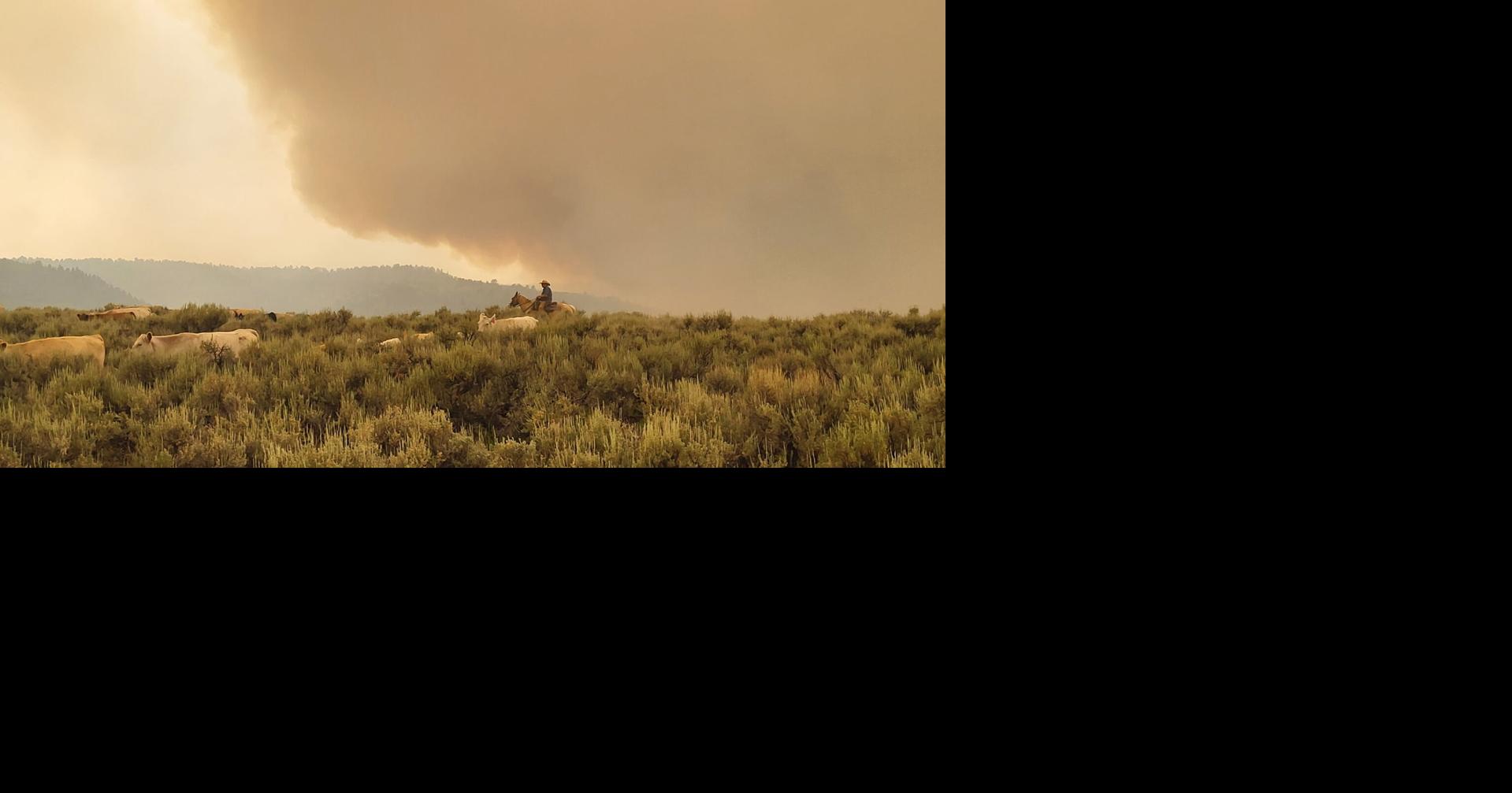 Forest Service directed to streamline grazing arrangements