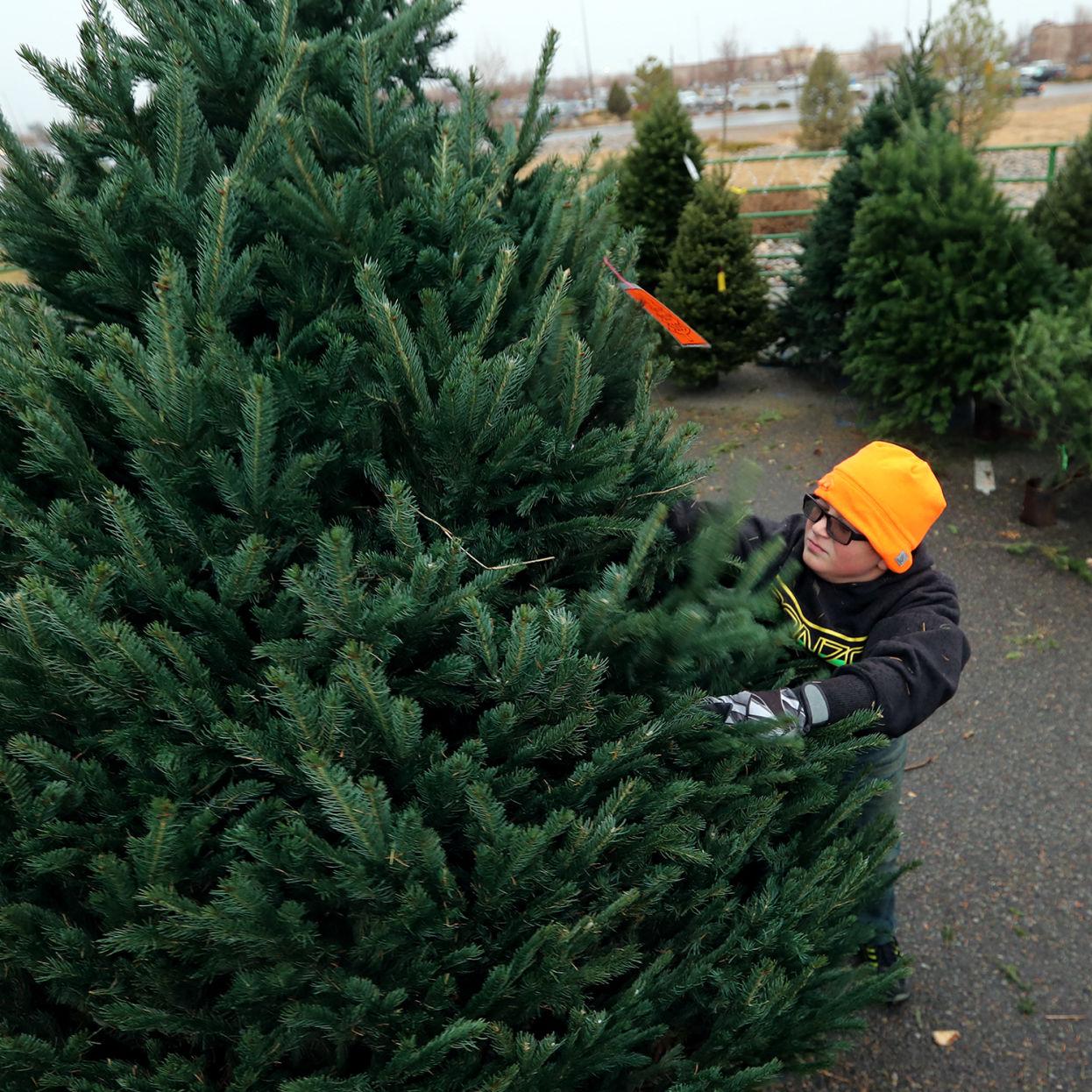 Boy Scout Troops Join Forces To Sell Christmas Trees Western Colorado Gjsentinel Com Gj Boy Scout Christmas Trees 2021