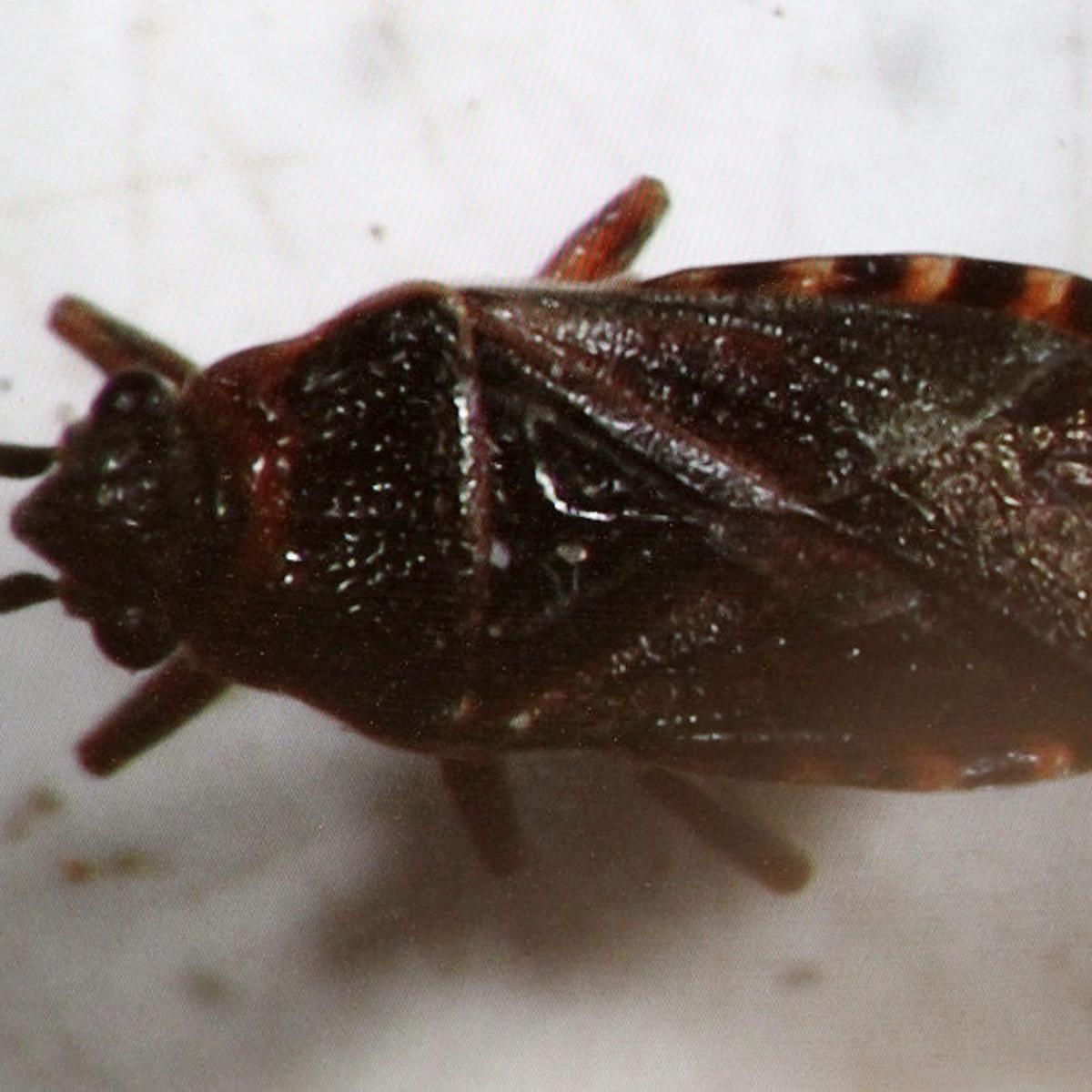 little black beetles in house utah