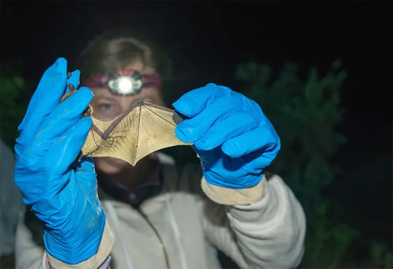 Deadly bat disease could mean trouble for agriculture industry ...
