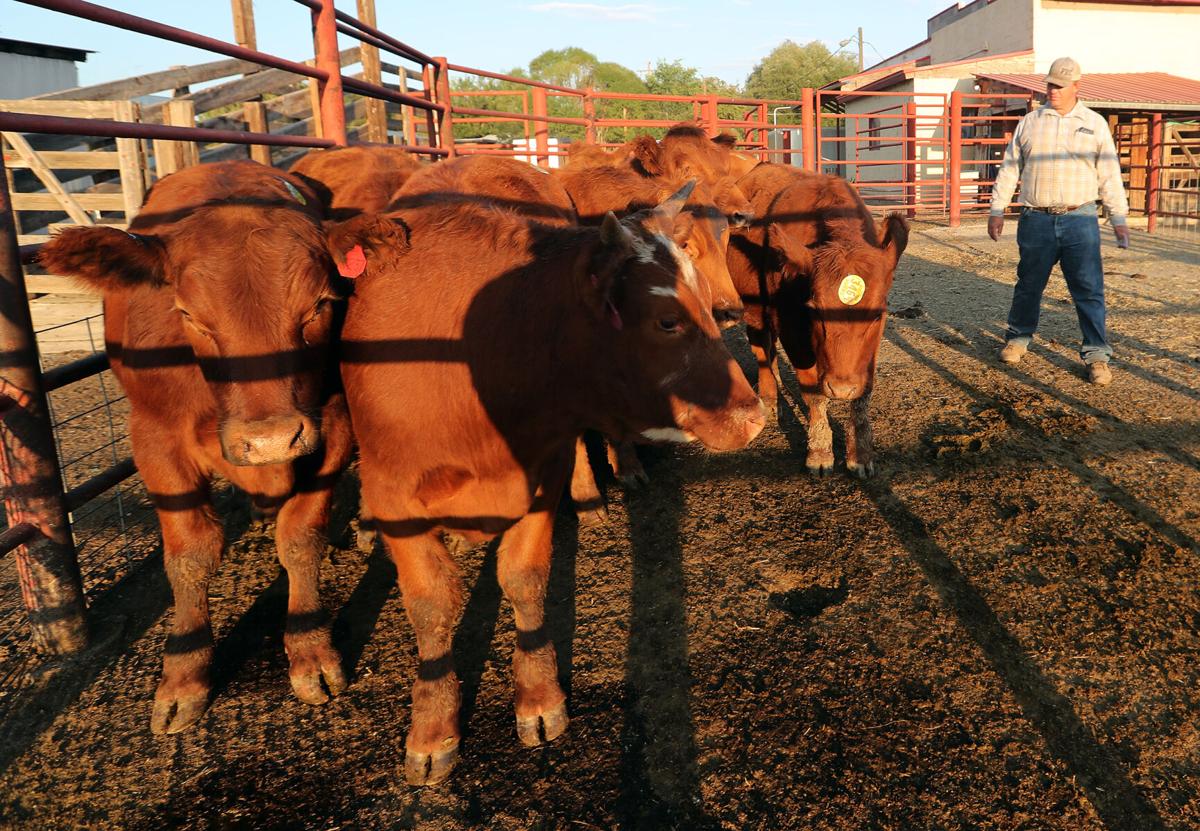 Livestock case highlights unheralded law enforcement genre Western