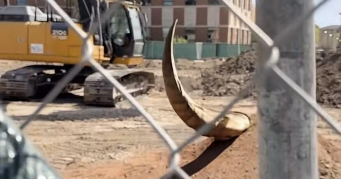 Maverikus Maximus dinosaur bones discovered at CMU during construction