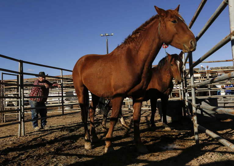 All 27 horses at auction get new homes Western Colorado