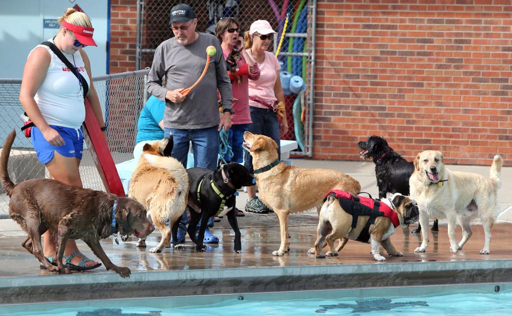 Colorado Puggles Grand Junction