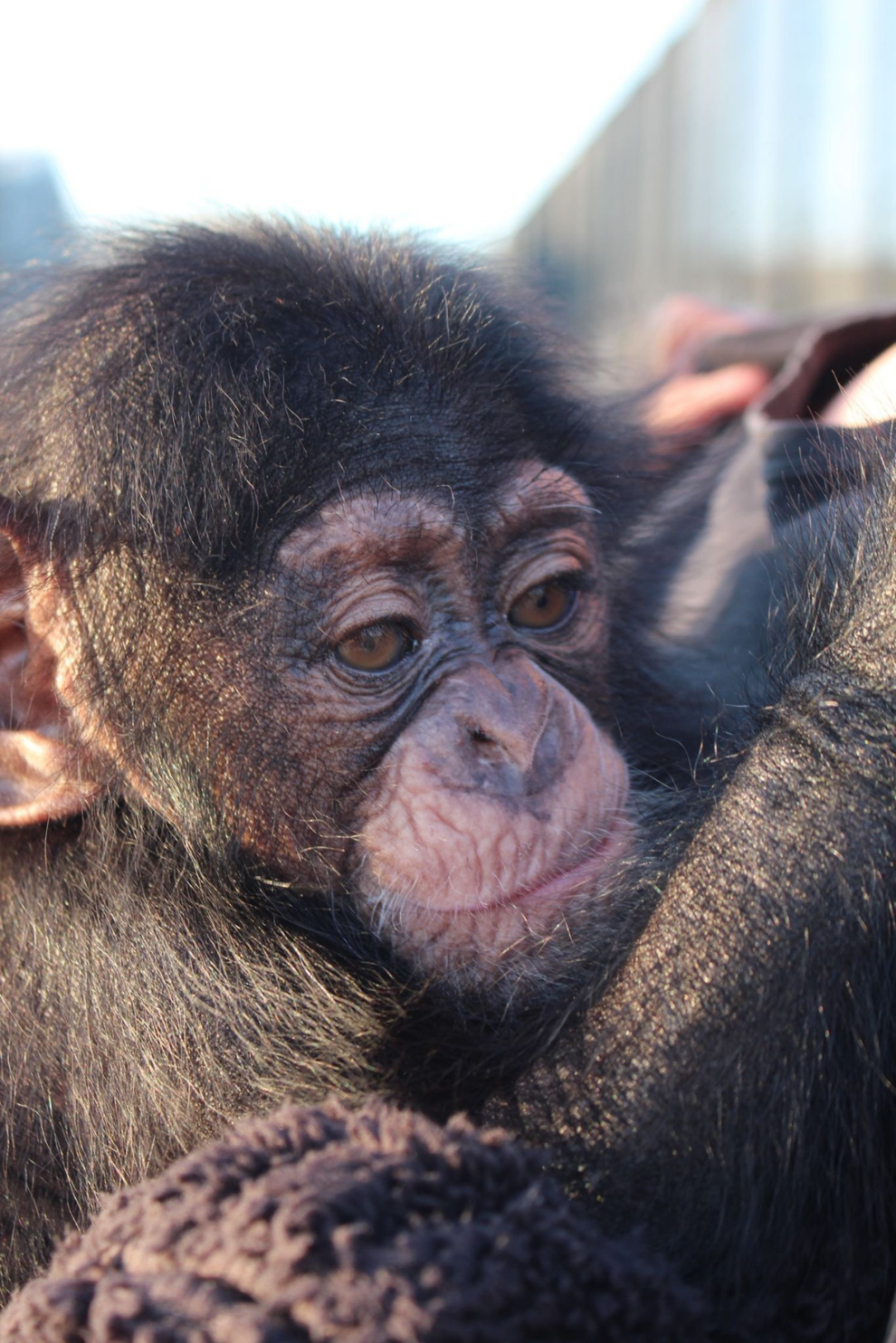 Couple takes in abandoned baby chimp in bid to save its life | National ...