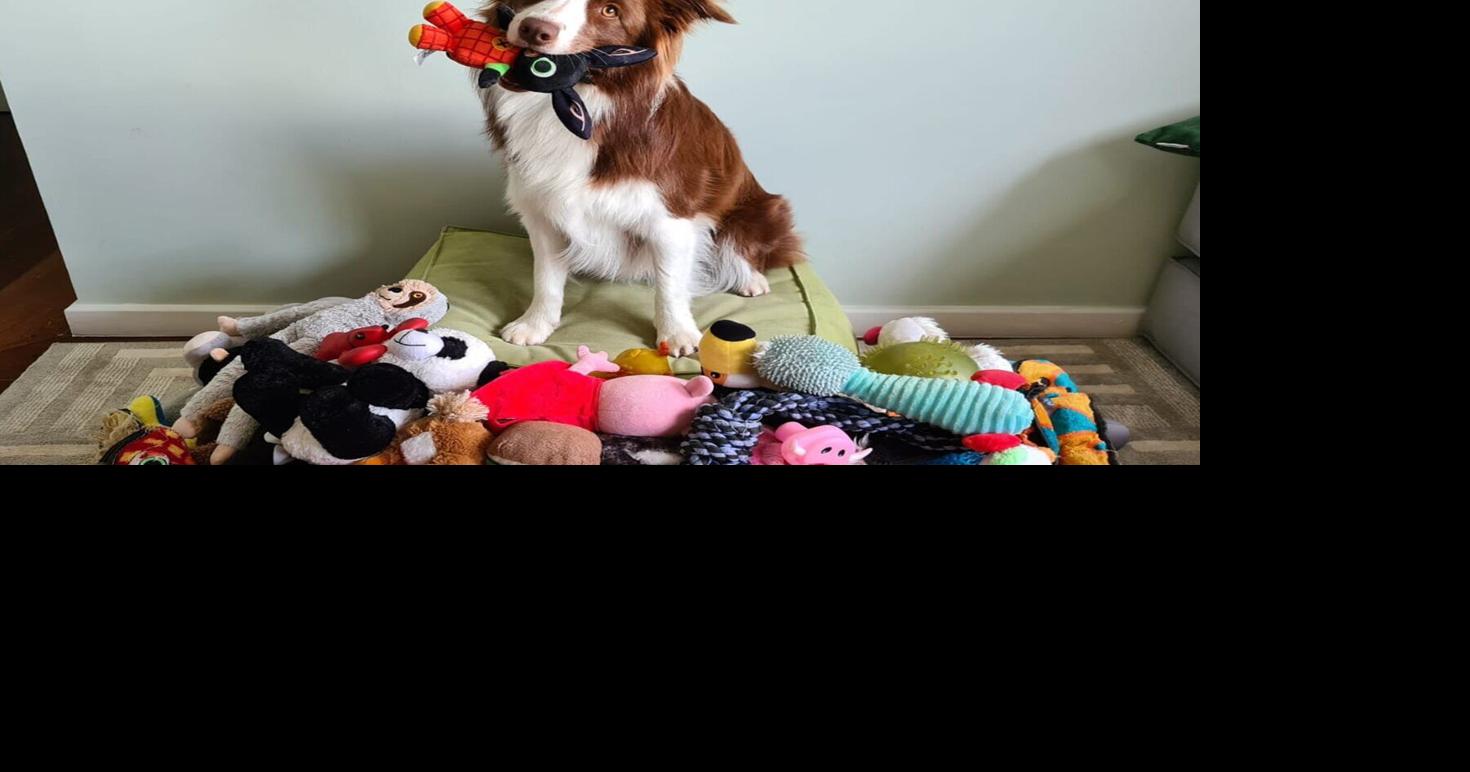 Scientists say dogs think like babies when learning about toys