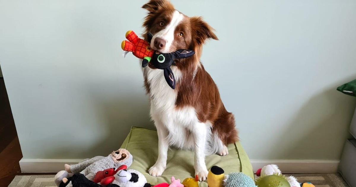 Scientists say dogs think like babies when learning about toys