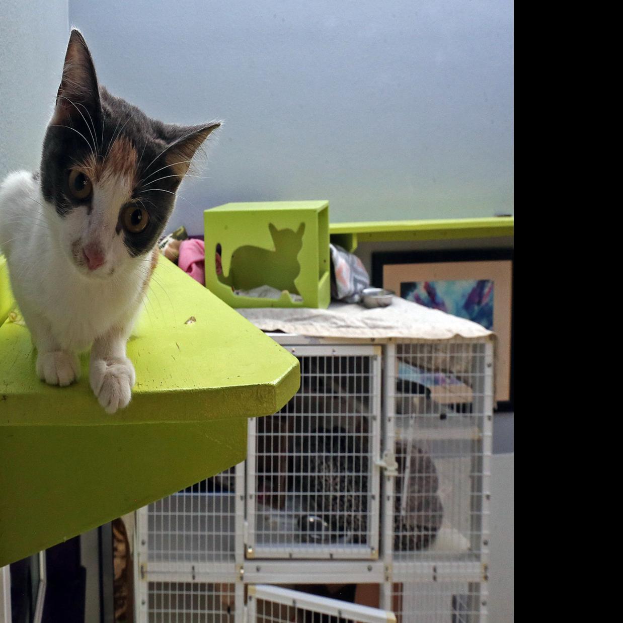 Dr Jeff Helps Neuter 227 Valley Felines Western Colorado