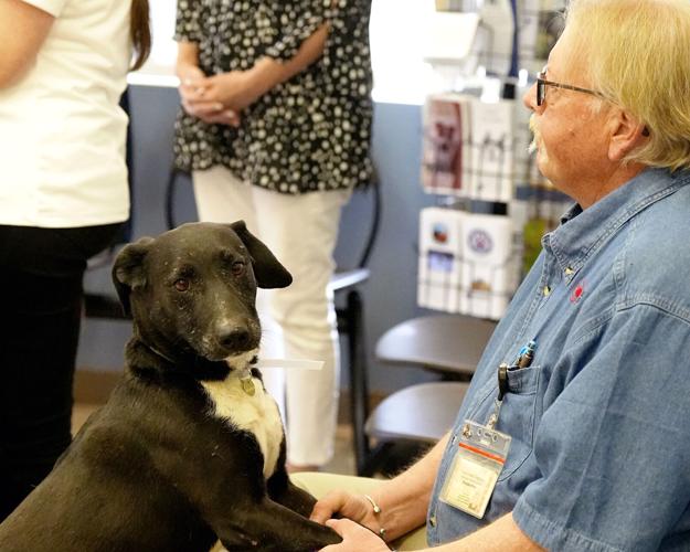 Mesa County, Roice-Hurst Humane Society launch foster pet initiative |  Western Colorado 