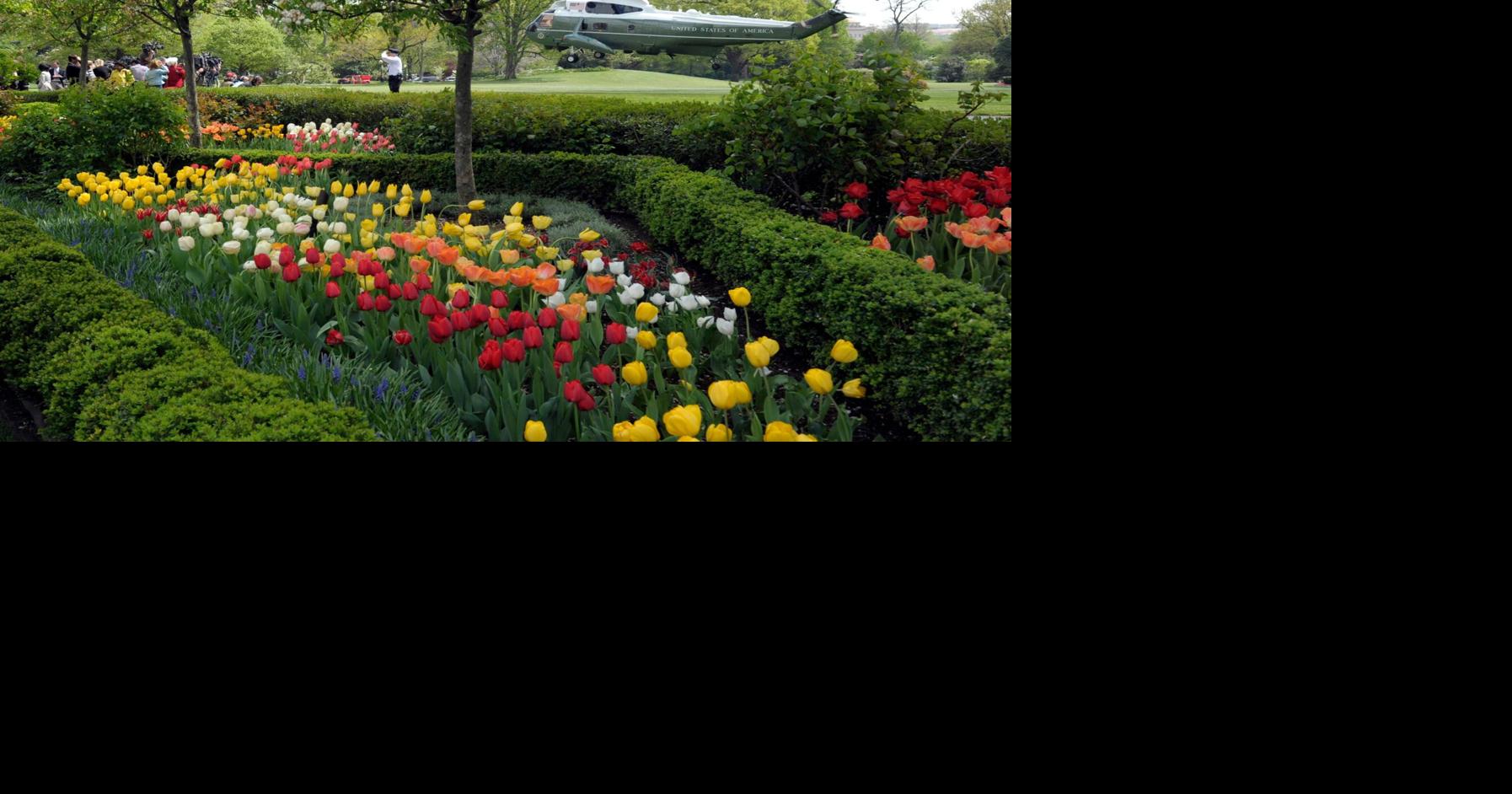 How the White House Rose Garden and its plantings have changed over the past century