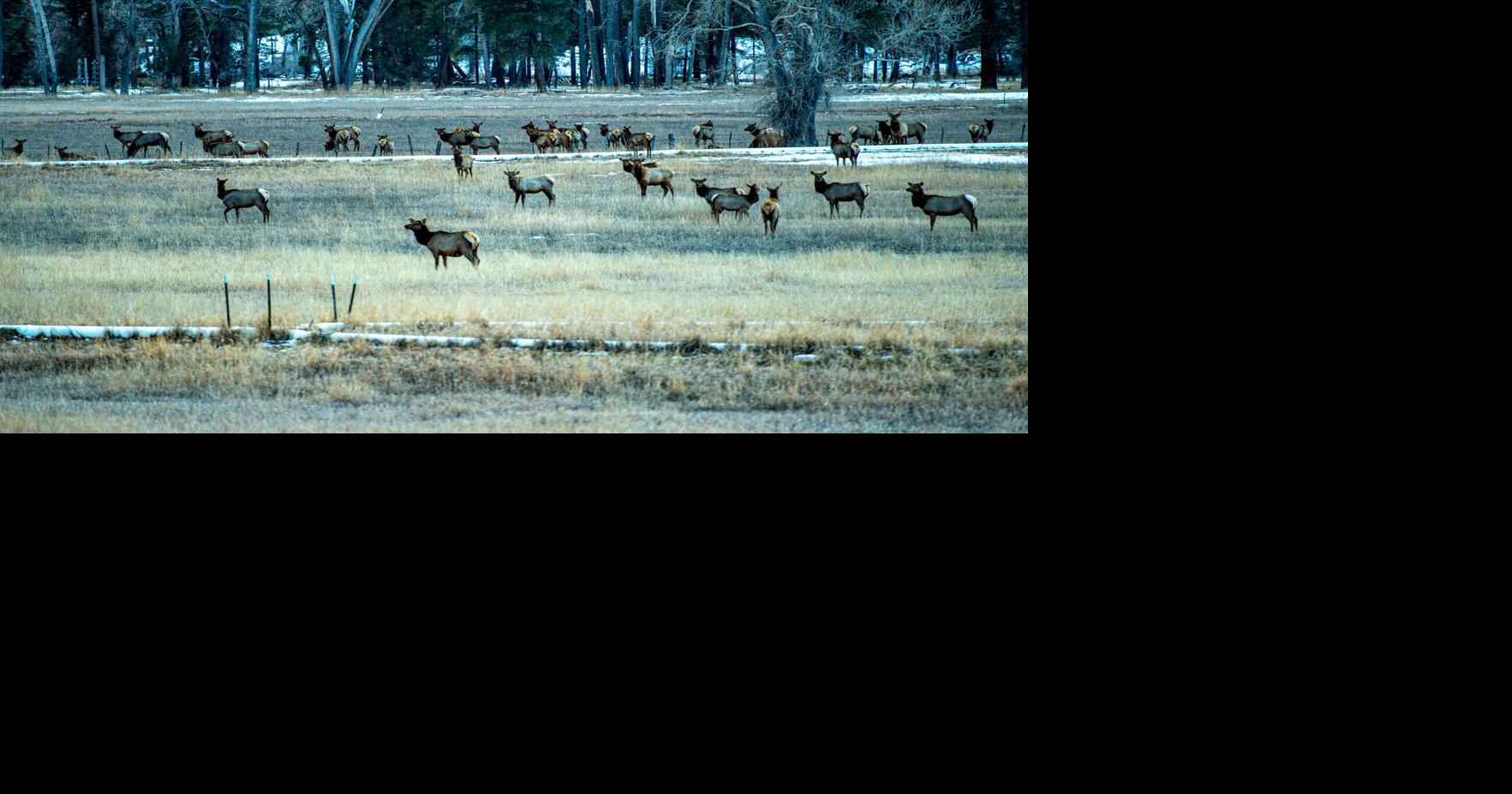 More limited elk, deer licenses offered this year, reflecting continued recovery from ’22-23 winter