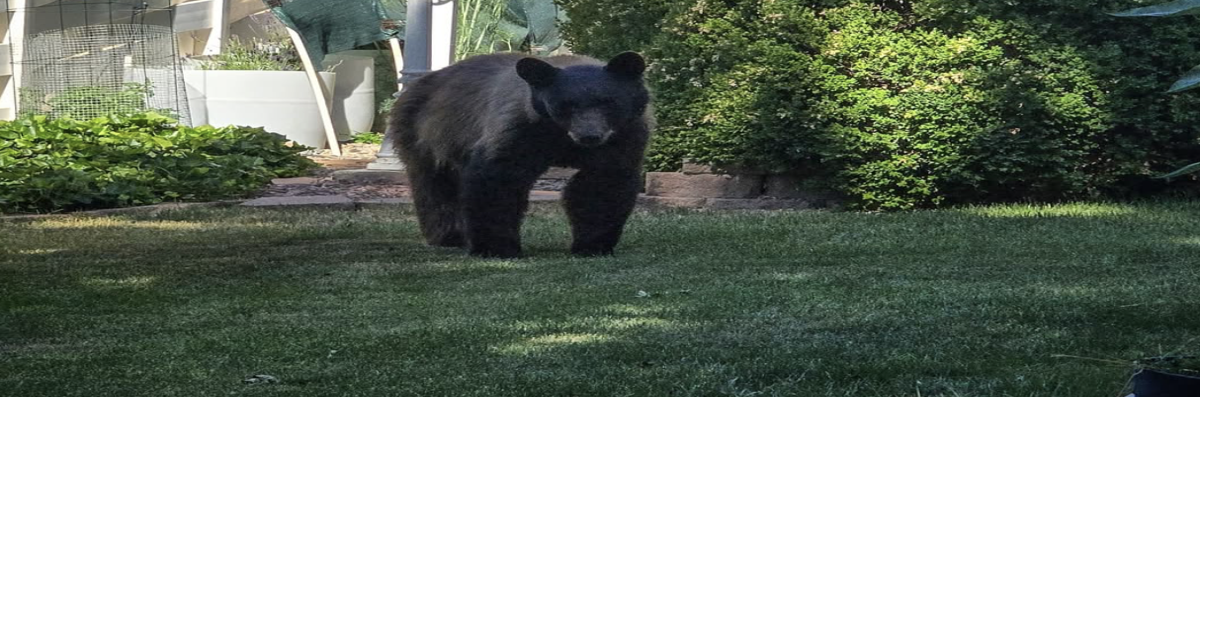 Bear tranquilized removed from Clifton area