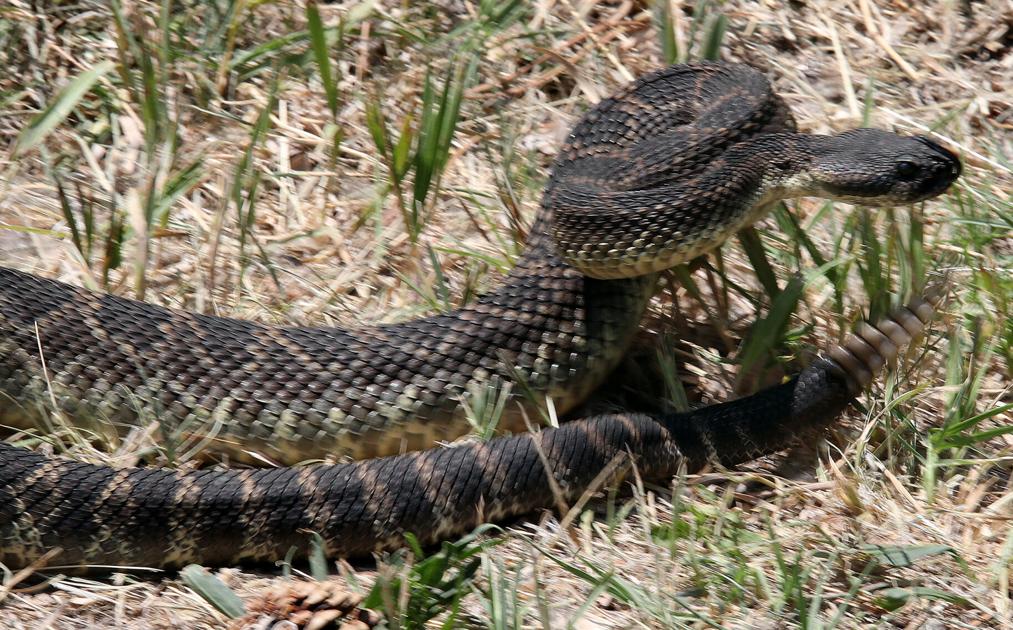 Rattlesnake teaching safeguards area dogs from bites | Western Colorado